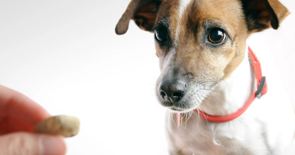 How Beneficial is CBD for Dogs?