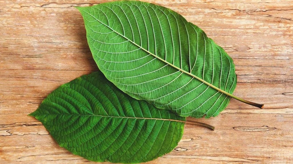 Best kratom strains for a steady, long-lasting energy boost