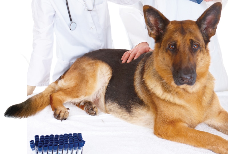 5 Signs Your Dog Has Heartworm Infestation