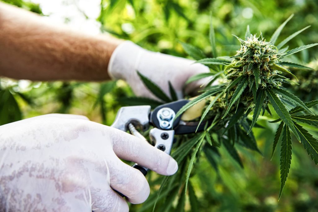 A GUIDE TO THE HARVEST SEASON FOR CANNABIS: TIMING, METHODS, AND ADVICE